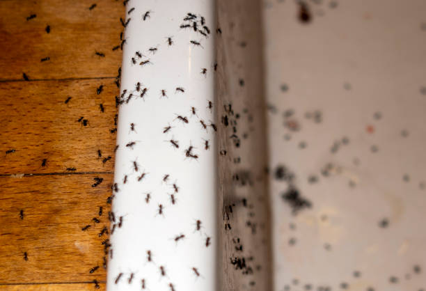Best Mosquito Control Services  in Lmar, DE